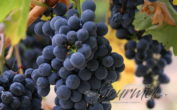Photo of Beneficios de la uva